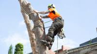 Launceston Tree Service image 4